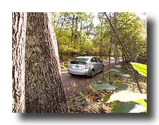Prius_AmongTheTrees_30