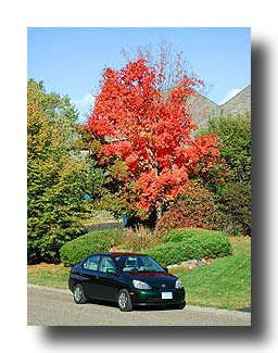 Prius_FallColors_07