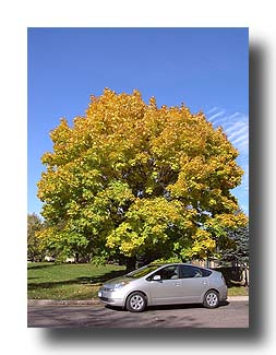 Prius_FallColors_155