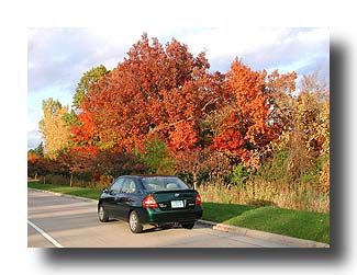 Prius_FallColors_57