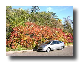 Prius_FallColors_72