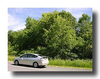 Prius_Summer_113