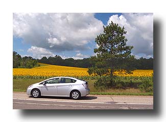 Prius_Sunflowers_02