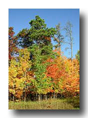 Fall_BeautifulMorning