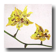 Flowers_Yellow-RedSpots_01